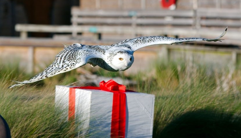 Hawk Conservancy Sweeney Todd the Snowy Owl flying over Christmas Present